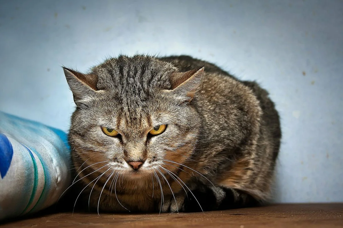 Кошка бандитка. Коты. Агрессивный кот. Кот бандит. Злая кошка