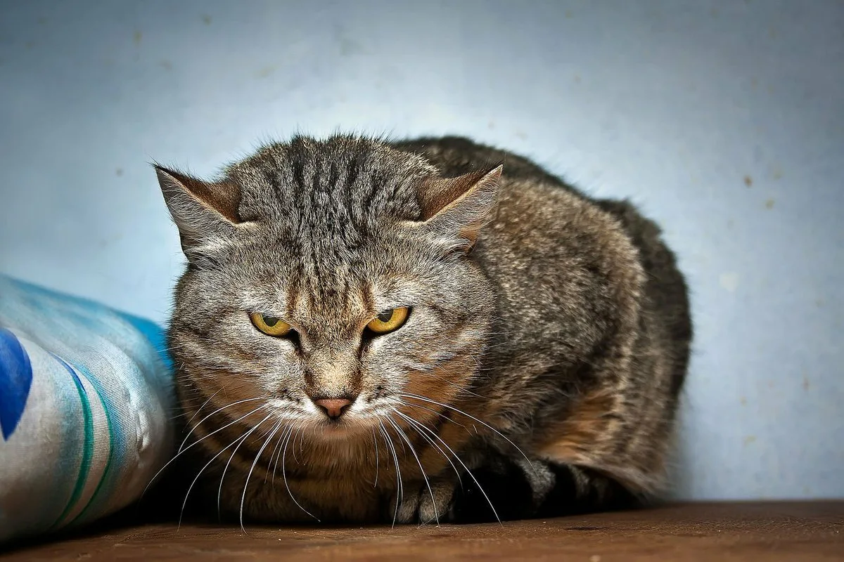 😾Страшнее кошки зверя нет: что делать с агрессивным питомцем | Нос, хвост,  лапы | Дзен