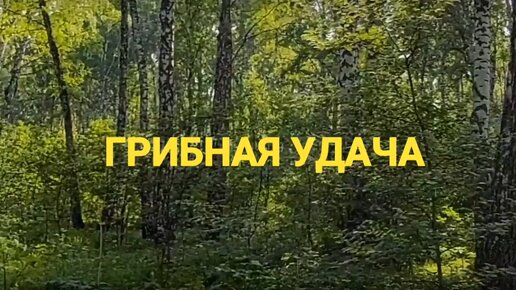 ГРИБНАЯ УДАЧА. Сериал 