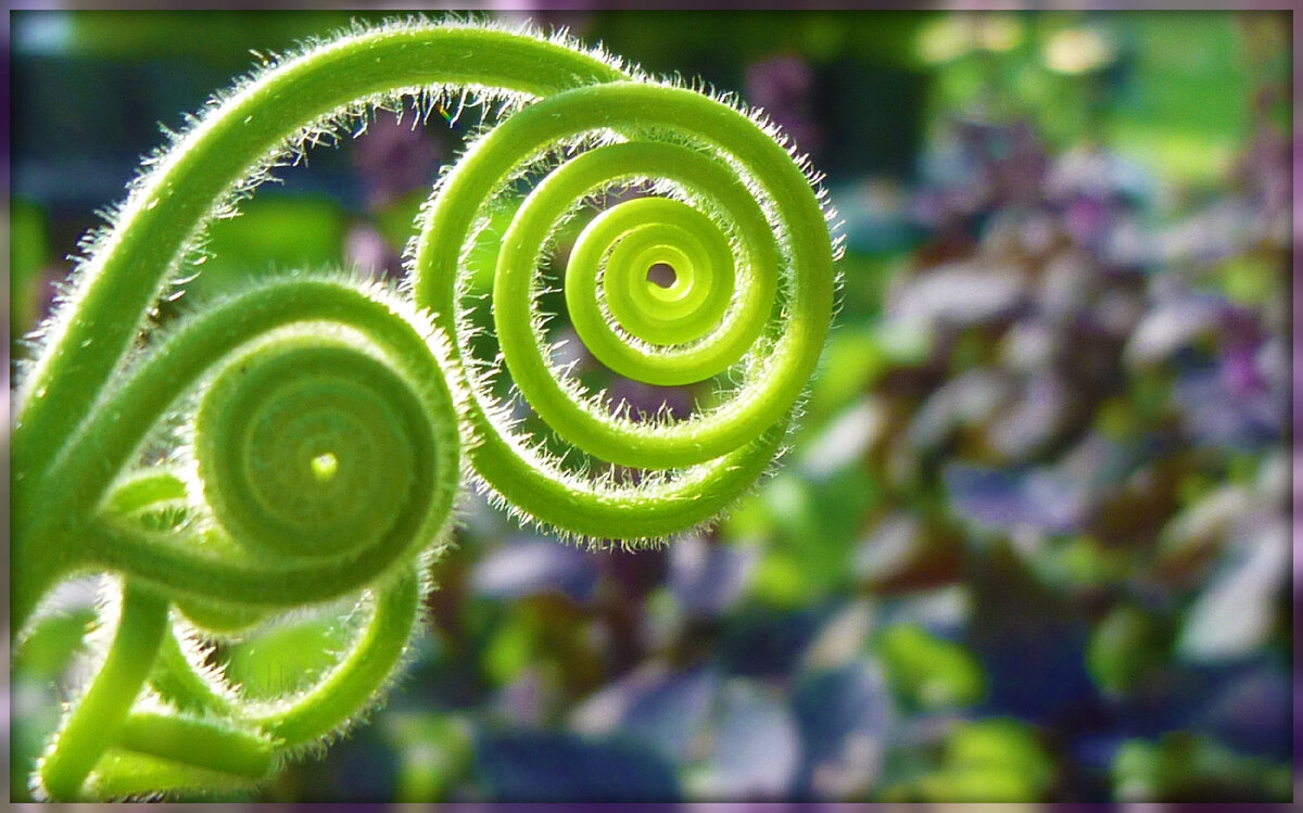 Спираль Фибоначчи растения