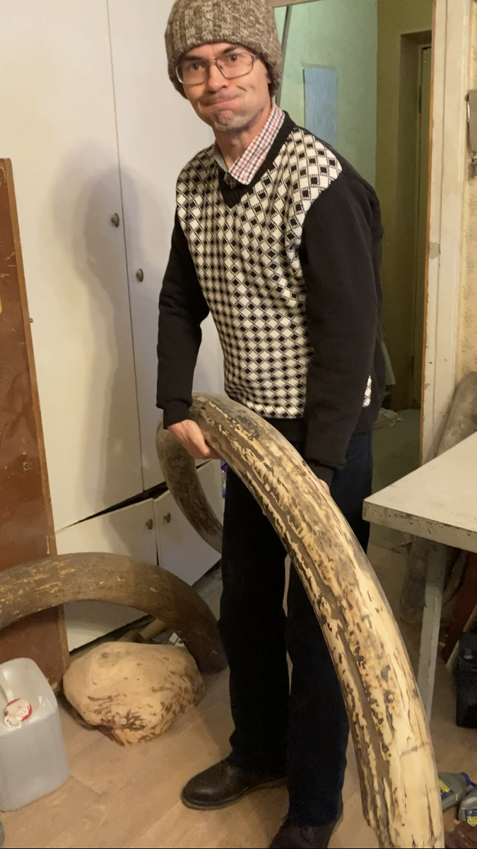 Бивень мамонта- настоящий.