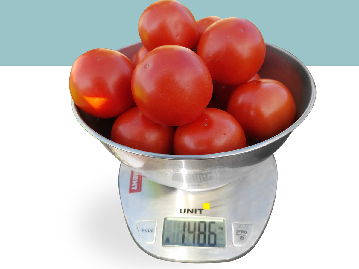     Томат 'Как на подбор', сбор 27 июля 2022 г.