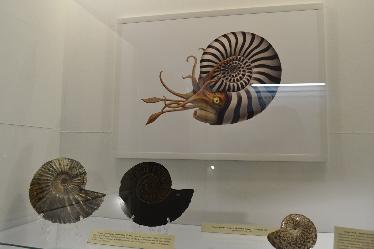 ундоровский палеонтологический музей