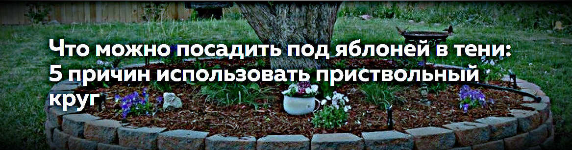 https://yabloki.site/sovety-sadovodam/posadka-yablon/chto-mozhno-posadit-pod-yablonej