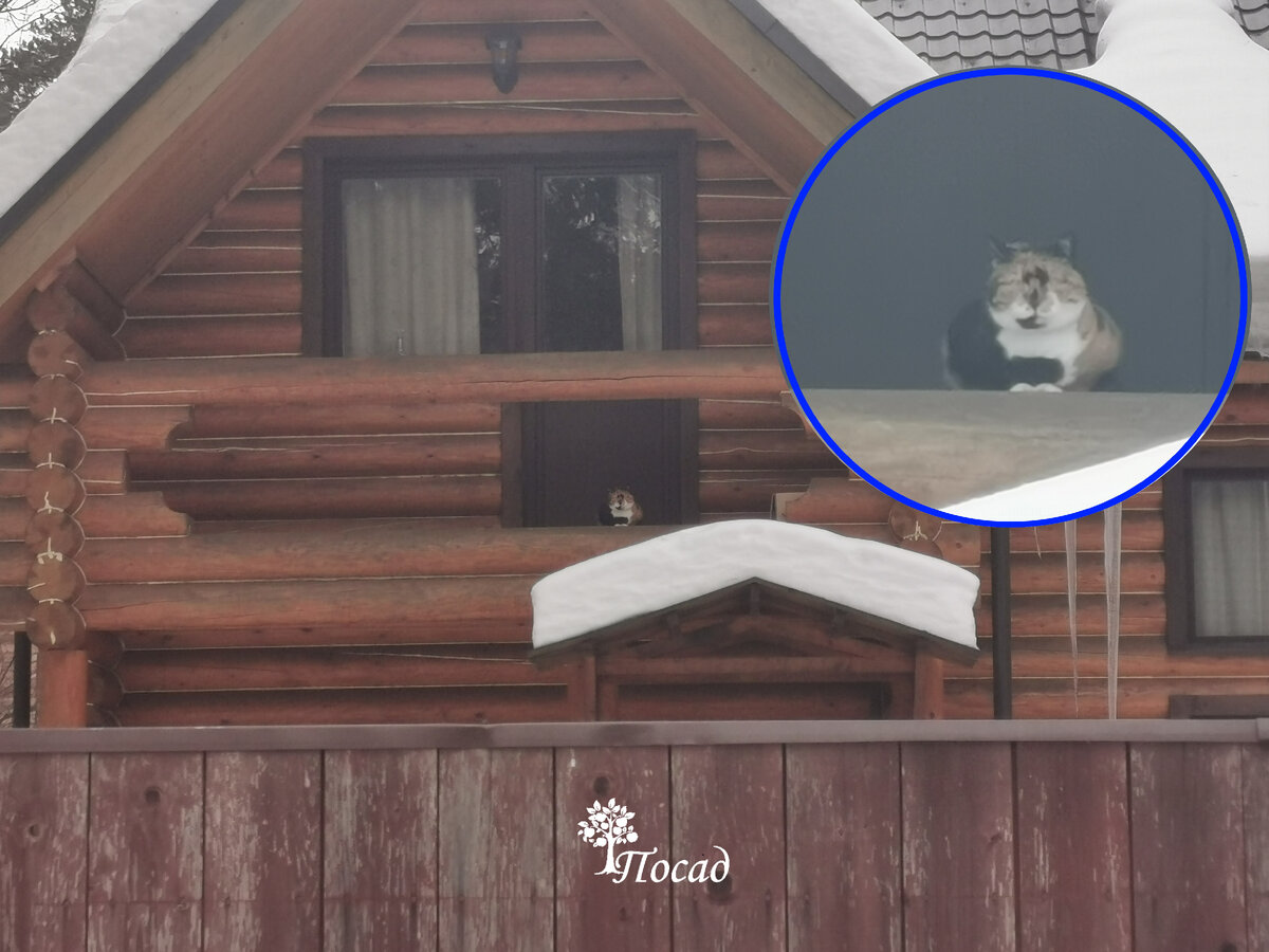 Вот она, эта кошечка. Фотографию сделала издалека, поэтому вышло не очень качественно. Но трёхцветность отлично различима.