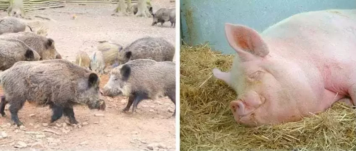 Кабан и домашняя свинья. Одомашнивание свиней. Кабан и свинья. Поросята кабана. Дикие и домашние свиньи.