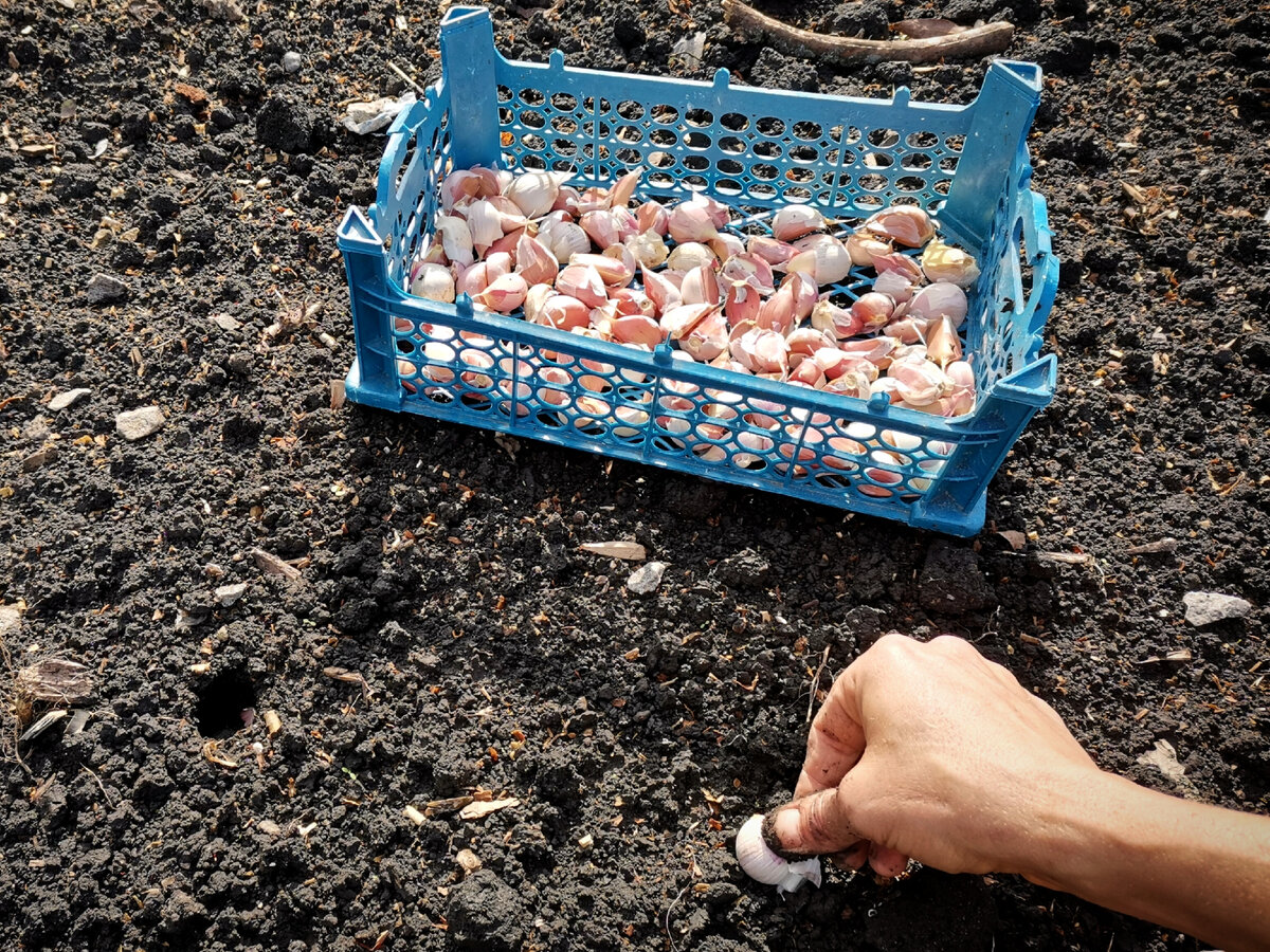 ЛУЧШЕ если посадить чеснок осенью