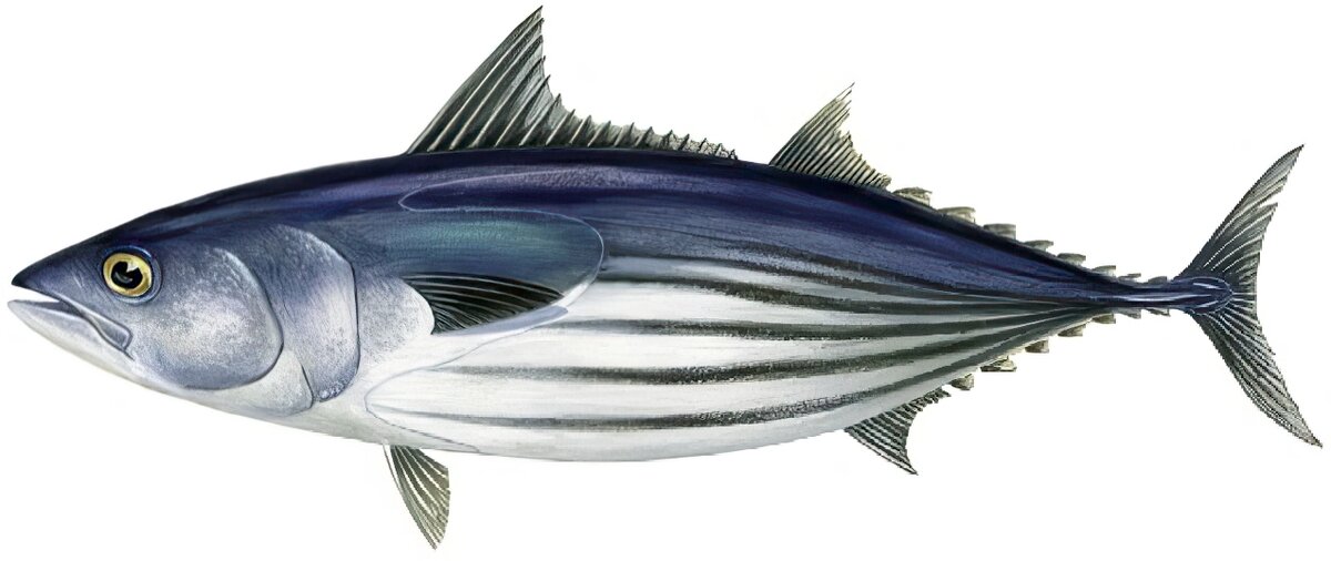 Katsuwonus pelamis