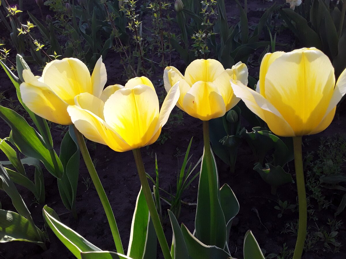 Тюльпан Дарвина, сорт Jaap Groot