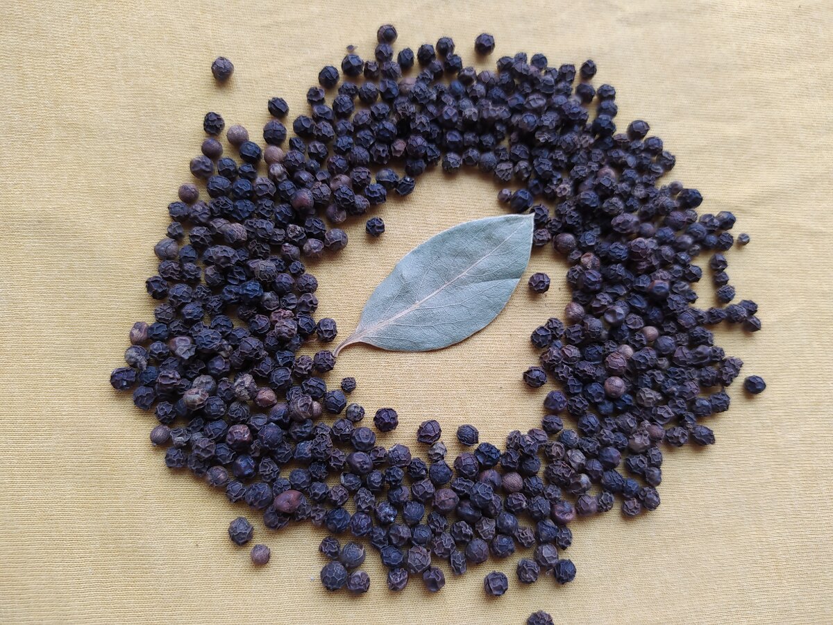 Семена лаврового листа фото