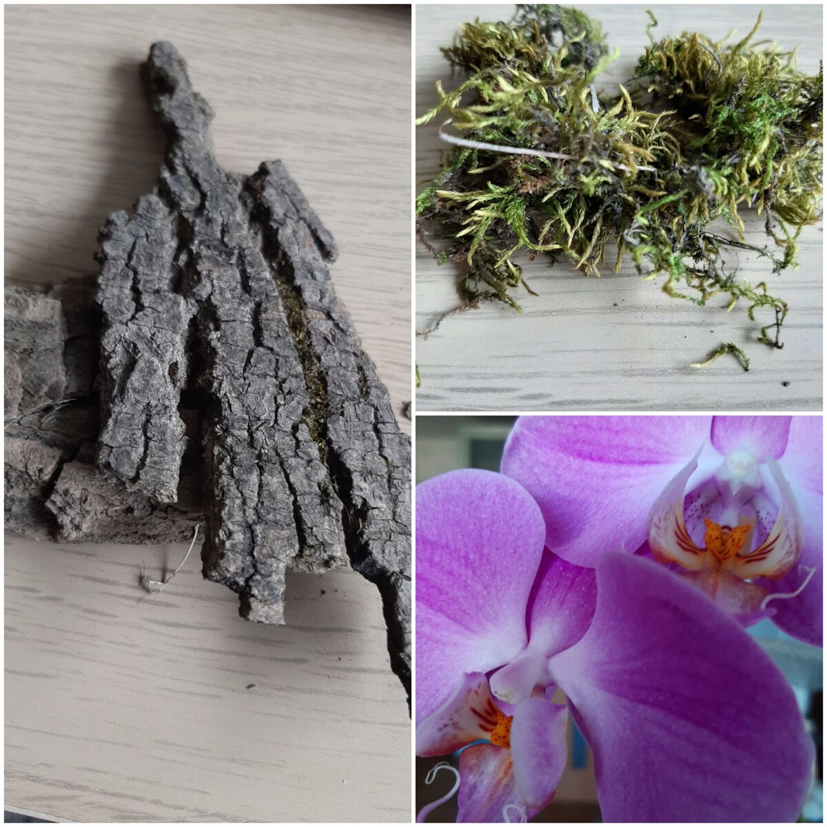 Только такую кору мне удалось найти. Угля в городской квартире не оказалось. Фото автора статьи. 