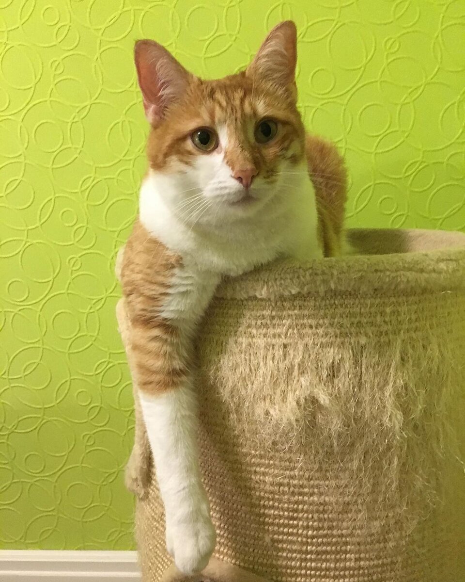 Котик Леннон (теперь Джонни, Джонниленнон), который уехал из приюта домой 30 августа 2017 года: «...Любимый мой рыжий хулиган, как хорошо, что ты нашелся😘 
Тебе все можно и ты навсегда и заранее прощен!»