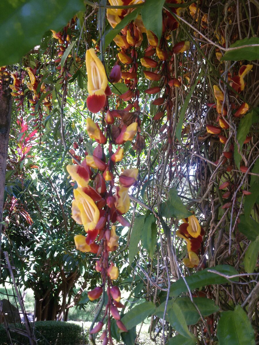 Фото Лиана Романова. Орхидея. 