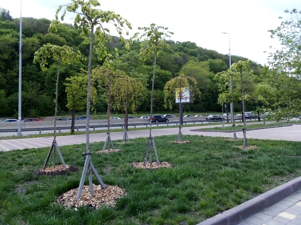 Новую многокилометровую набережную Днепра отгораживают зелёным заслоном от скоростной магистрали.