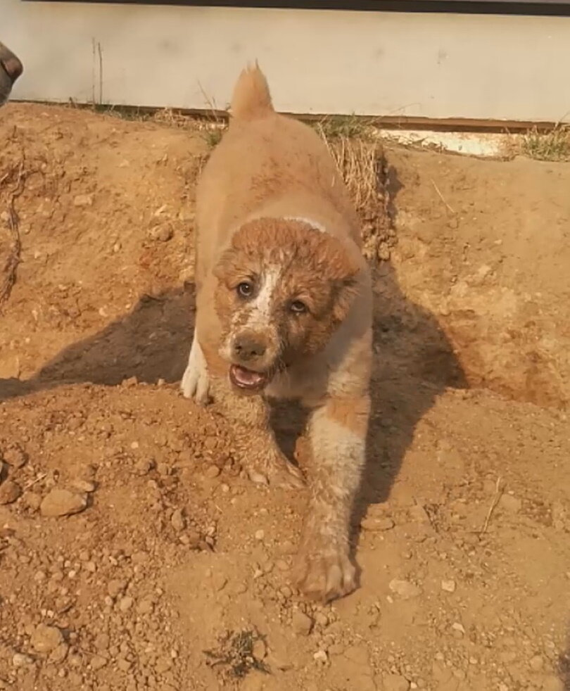 щенок алабая, Биба