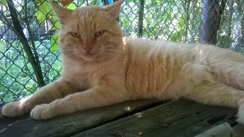 Рыжий царь!🐈