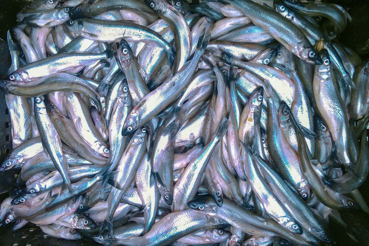 С каждым годом рыбы становиться все меньше и меньше...