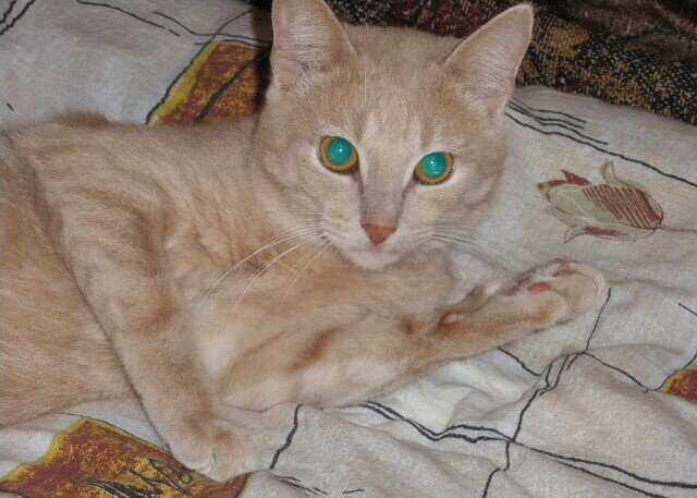 Это я, ваш кот Сява