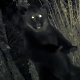 Фото камер ночного видения