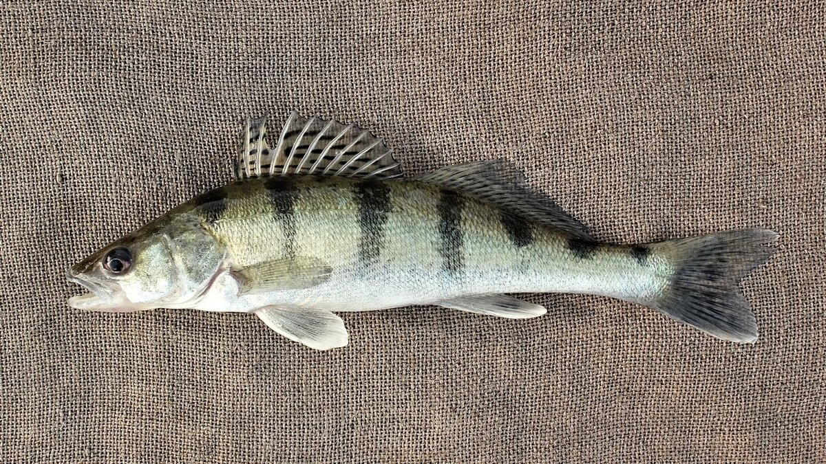 Отличный экземпляр