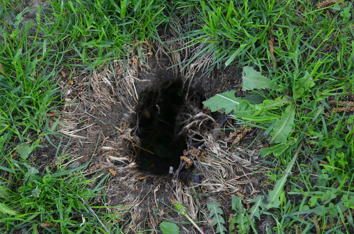 фото,сделано мной.Посмотрите ,что эти пакостники делают с нашим садом.