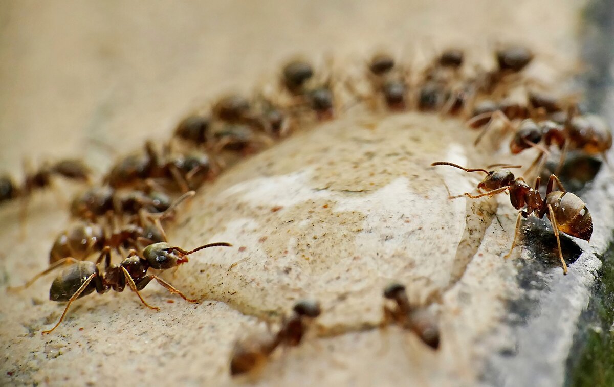 Cataglyphis bombycina. Насекомые муравей. Муравьи общественные насекомые. Муравейник насекомые.