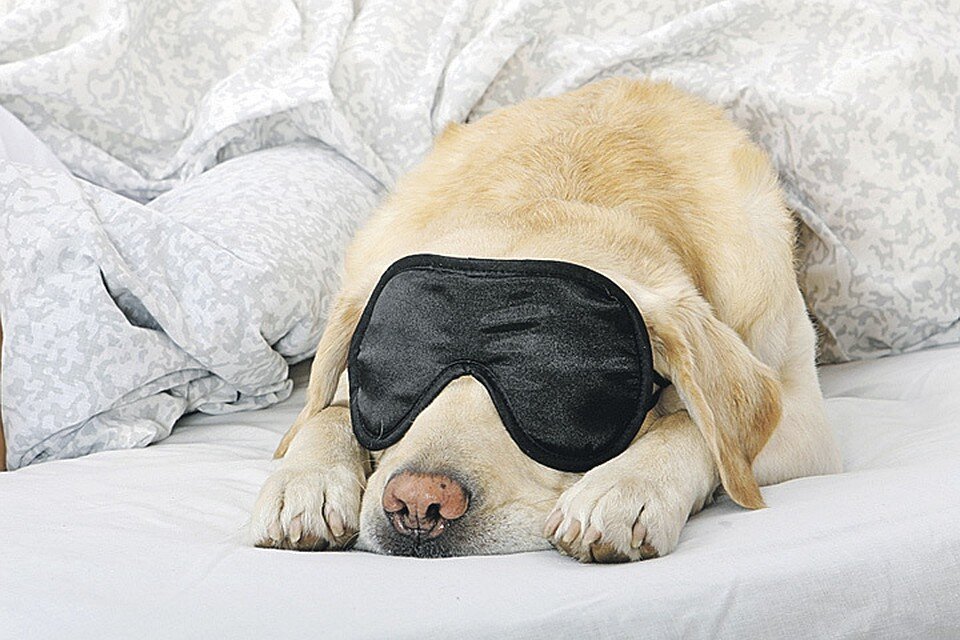 Сон залог здоровья и успеха! 