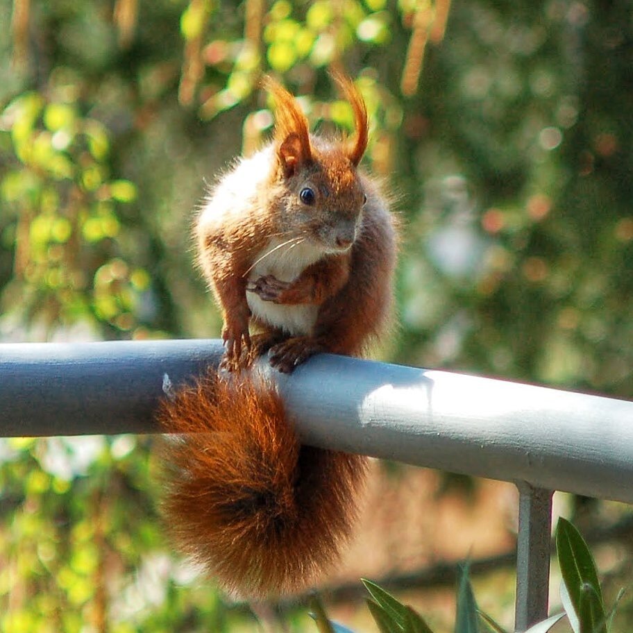 Фото из Инстаграм аккаунта @eddy_the_squirrel