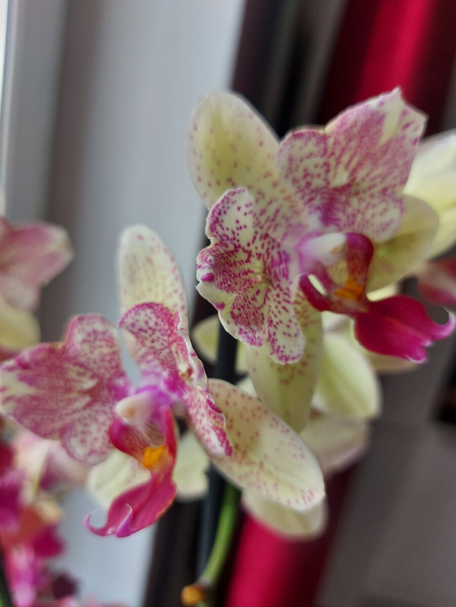 Майя бабочка 