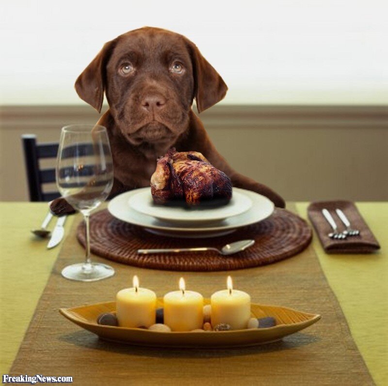 фото из http://www.freakingnews.com/pictures/22000/Puppy-Having-Dinner-at-the-Table--22105.jpg