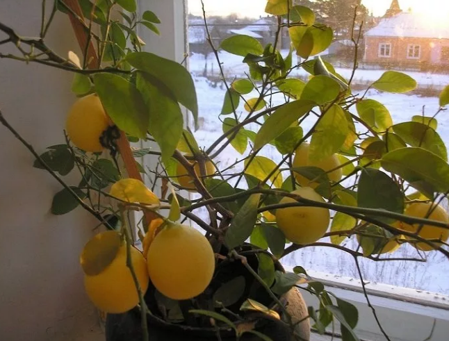 Фотография взята из источника diz-cafe.com