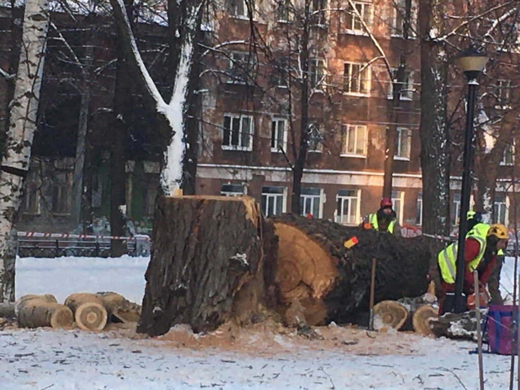 Можно ли топить печь тополем