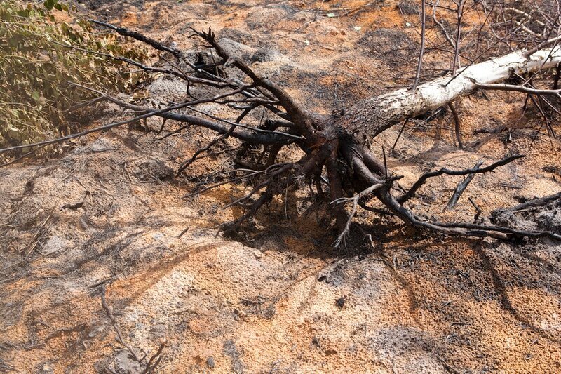 Сгоревший торф