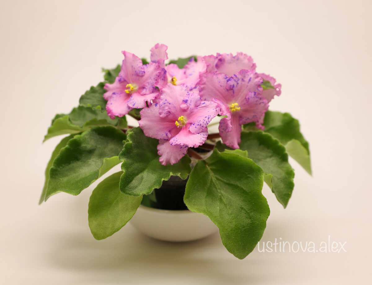 Мой сеянец. Выбракован. Но он меня не приводил в восторг. Я видела все его недостатки. 