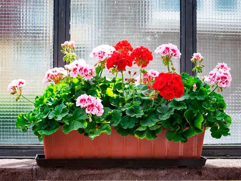 для пеларгонии выбирайте подкормки с большим содержанием калия.