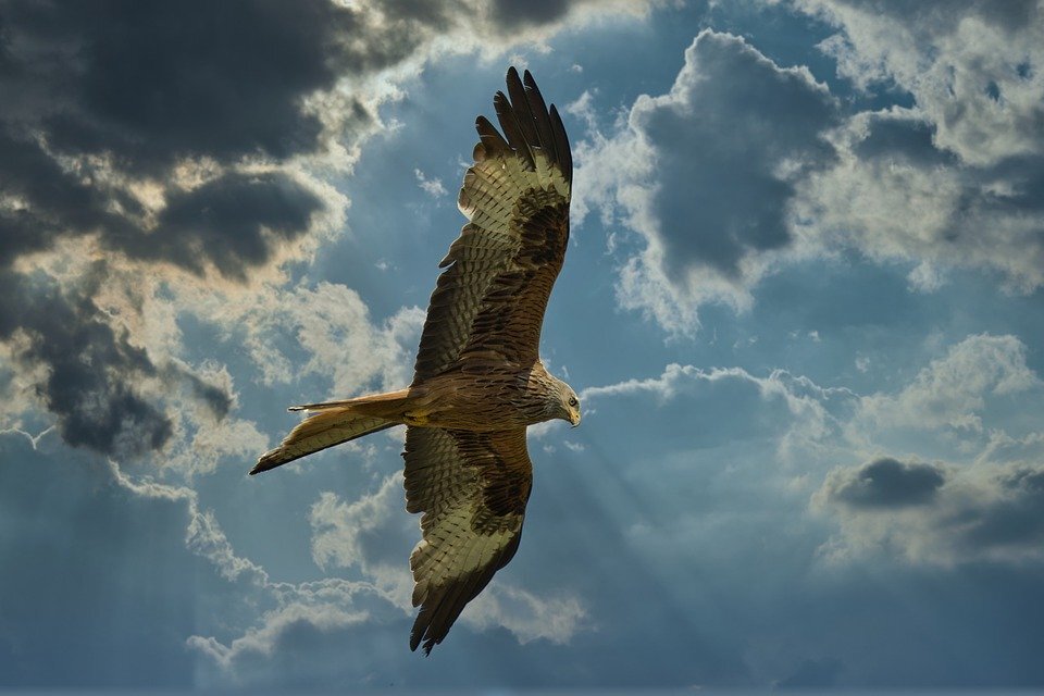 Фото взято с сайта https://pixabay.com/ru/   