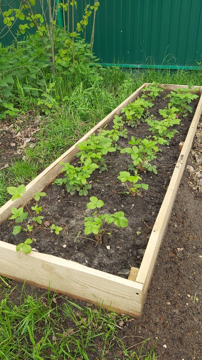 Земляника садовая.