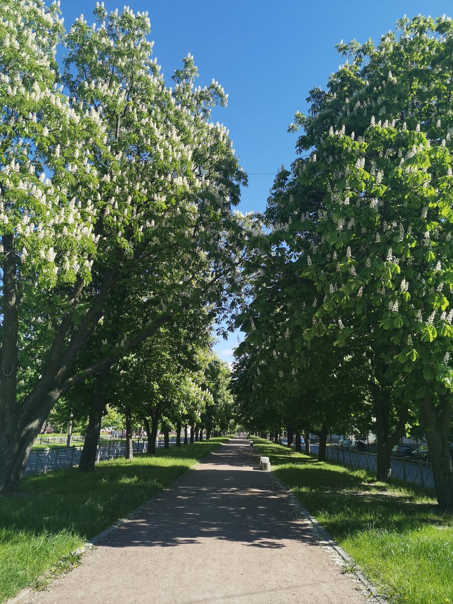Этот вид вас ждёт, когда стоите на входе в аллею!