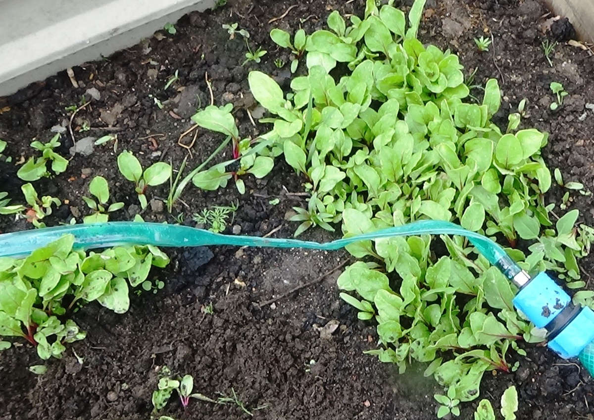 Посадка и уход за свеклой