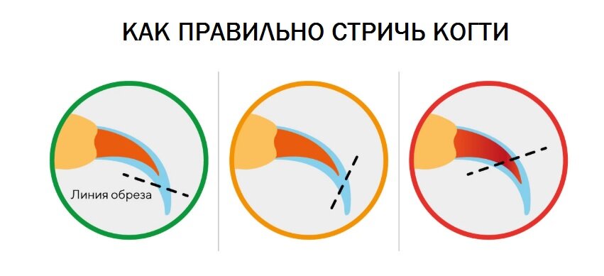 Как подстричь когти щеглу