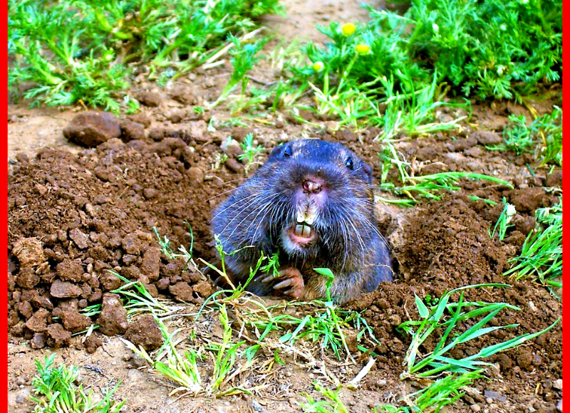 Водяная крыса или водяная полевка в очередном своем тунеле