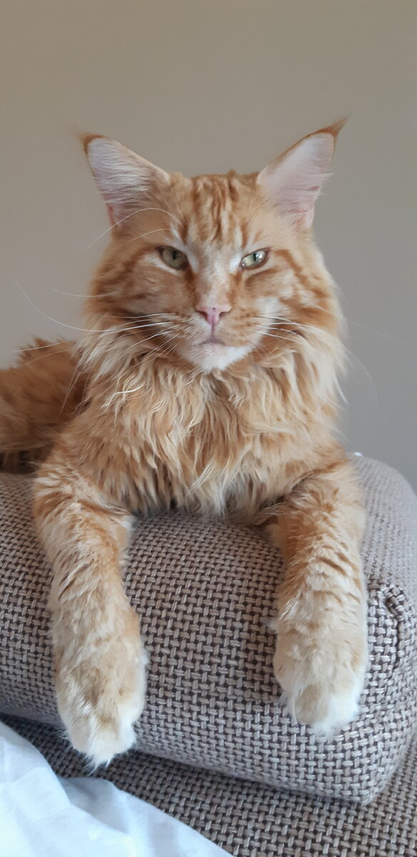 Мейн-кун Барсик. Листайте вправо. Фото автора.