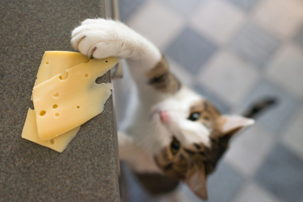 Можно ли кошкам и собакам давать сыр? | Бетховен - сеть зоомагазинов | Дзен