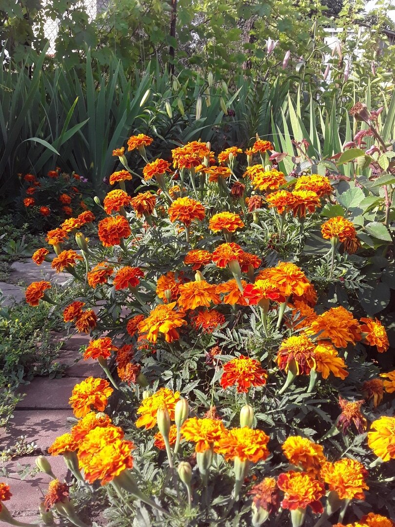 Говорят, что бархатцы отпугивают от роз вредителей? Вот и пусть пугают