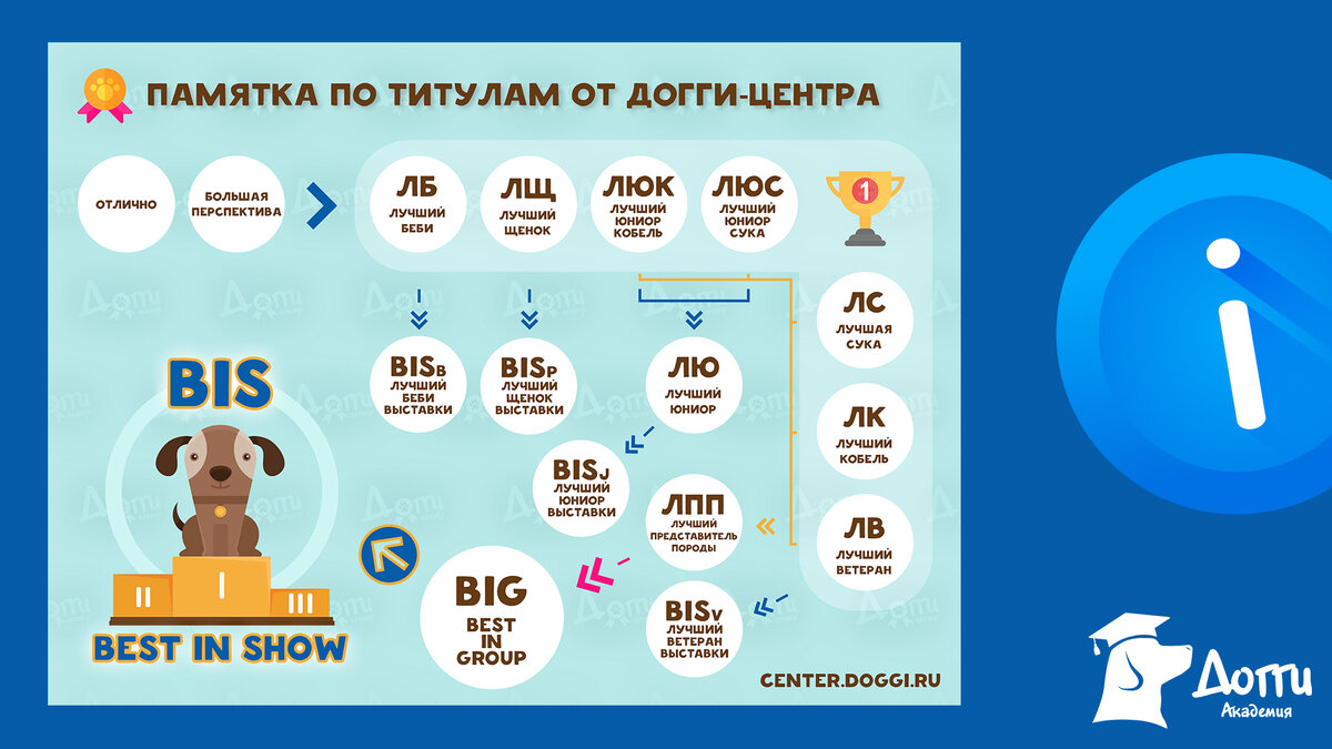 Схема судейства на выставках собак