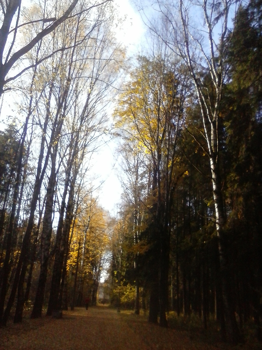 аллея возле больницы в Кирове