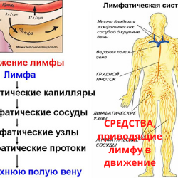 фото лимфатической системы