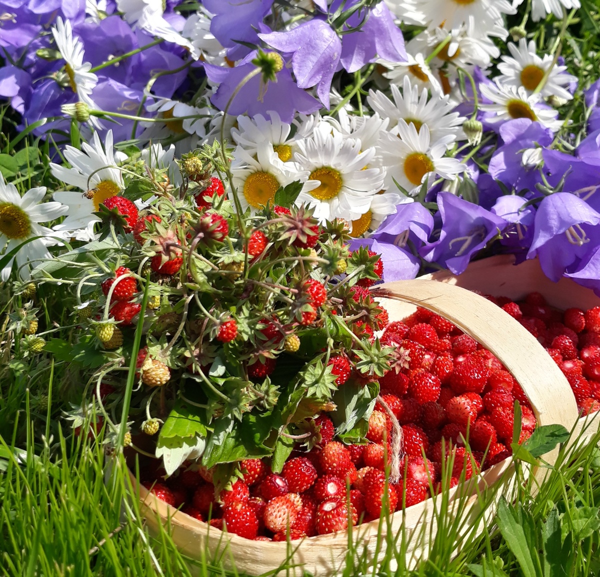 Земляничное лето