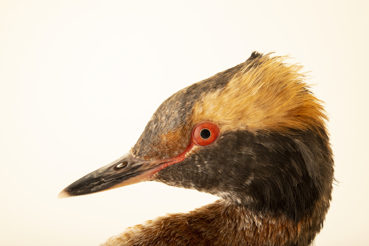 Красношейная поганка (Podiceps auritus). Фото: Joel Sartore