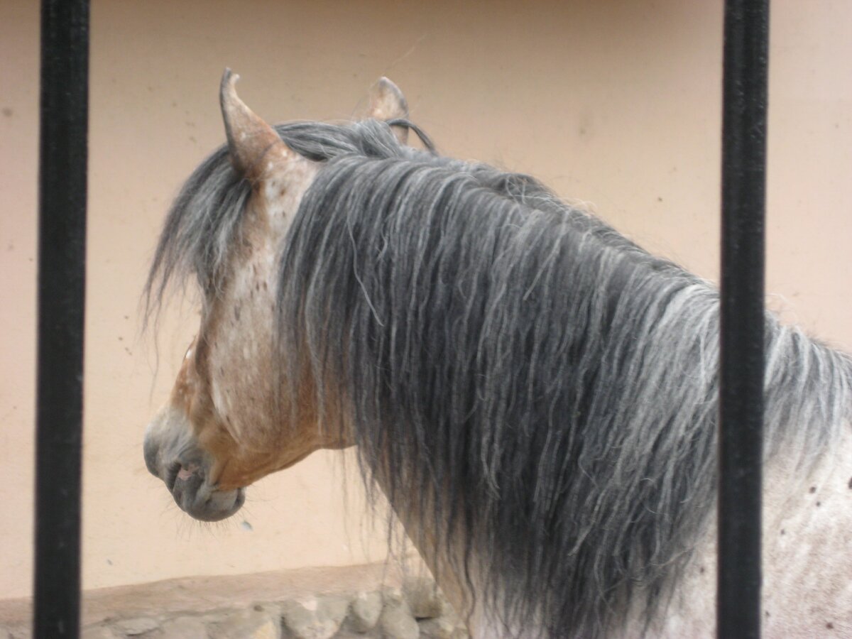 Пони - он, она или оно? Ответ ниже в статье. 